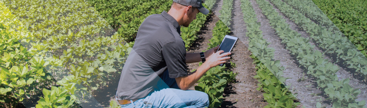 Farmer in soybean field with tablet